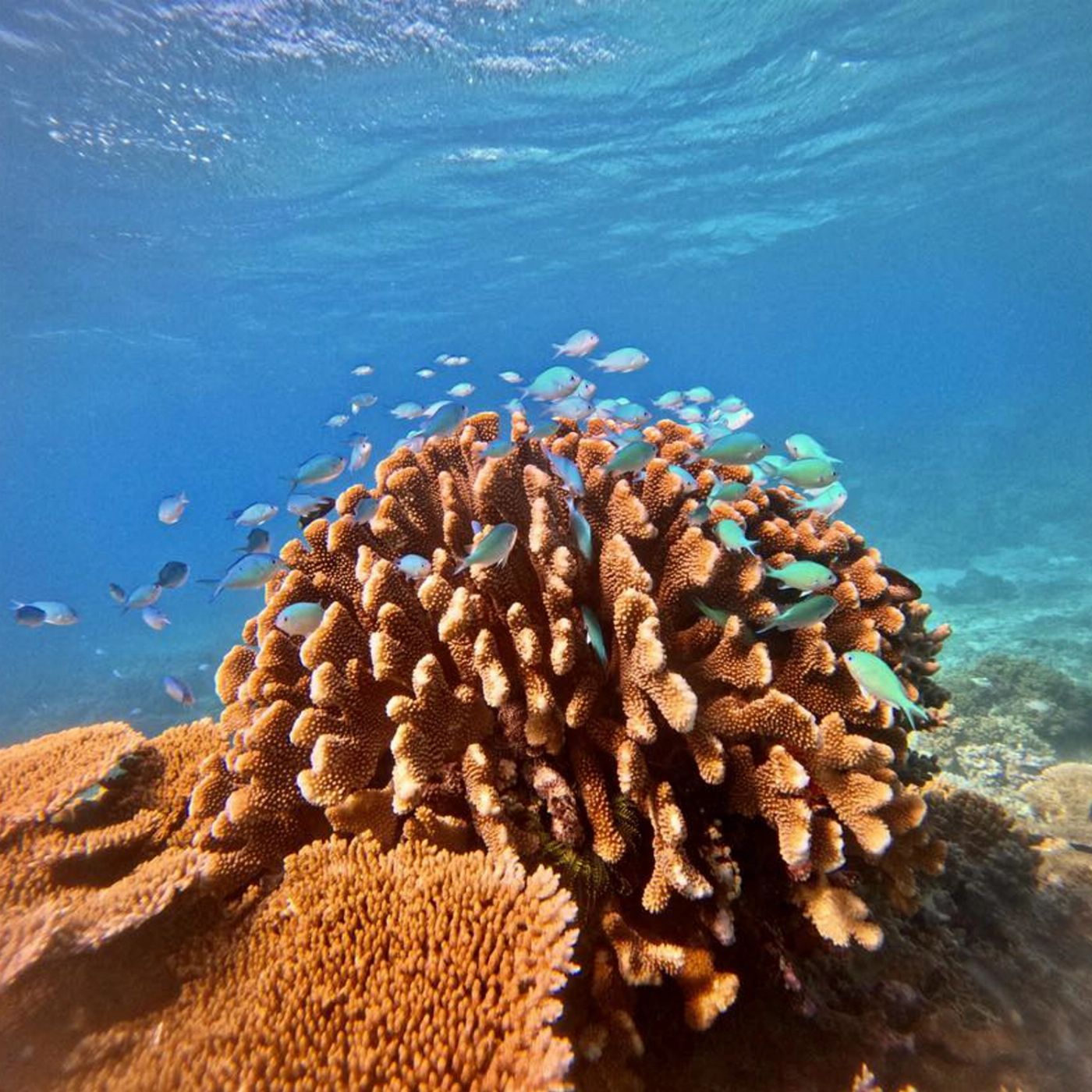 Reef Adventures Private Charter - Full Day