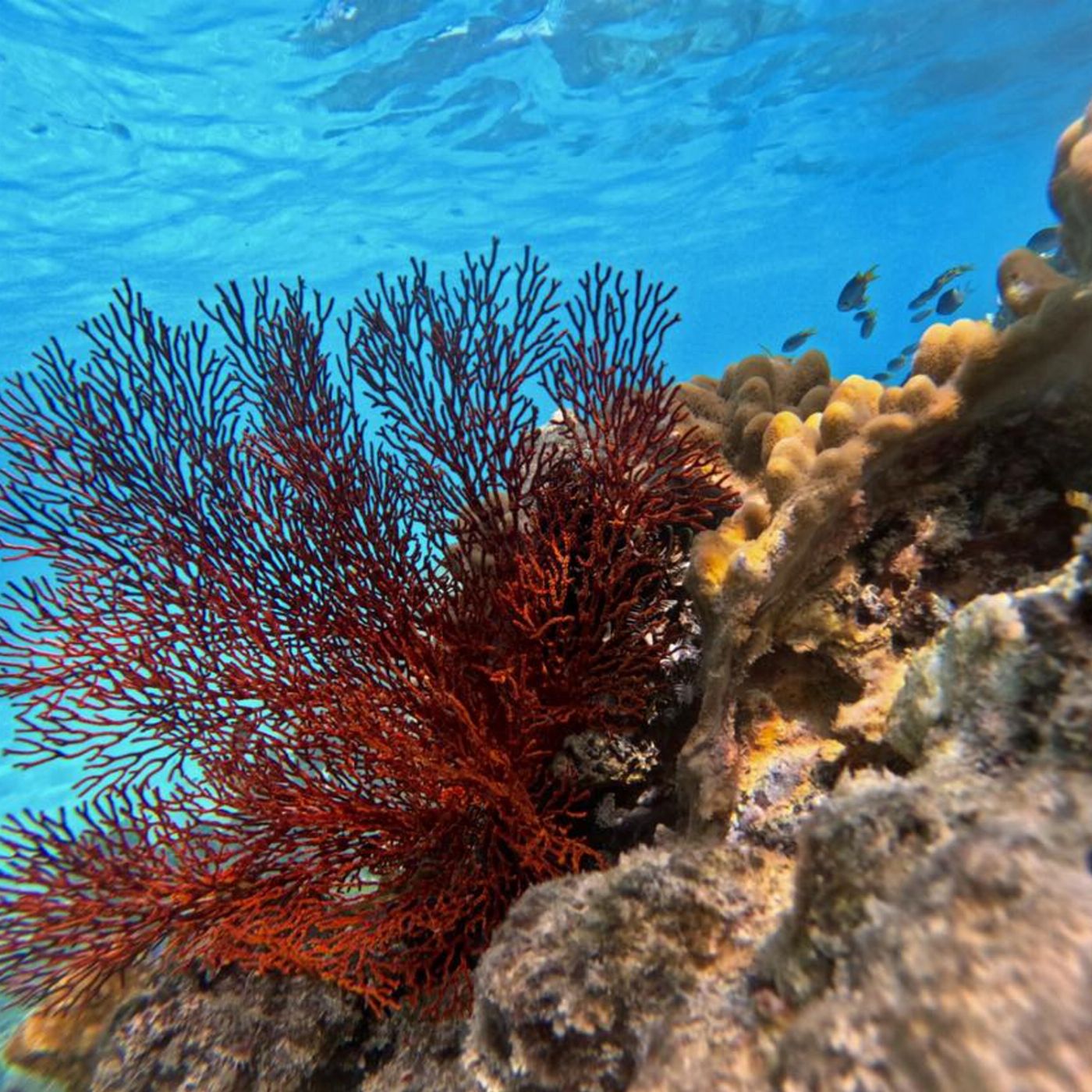 Reef Adventures Private Charter - Full Day