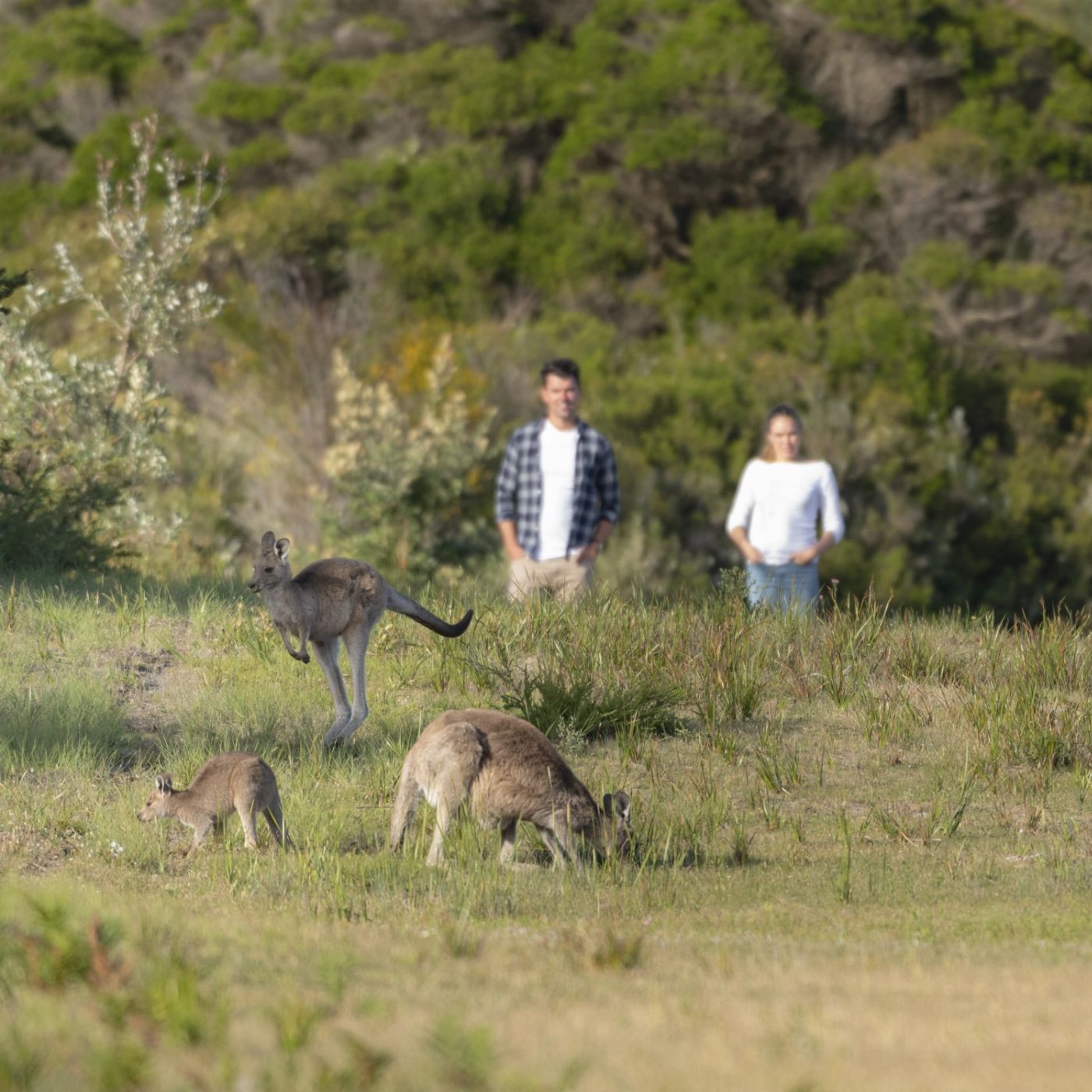 Explore Australia Explore Wilsons Promontory Ultimate Day Tour including Cruise