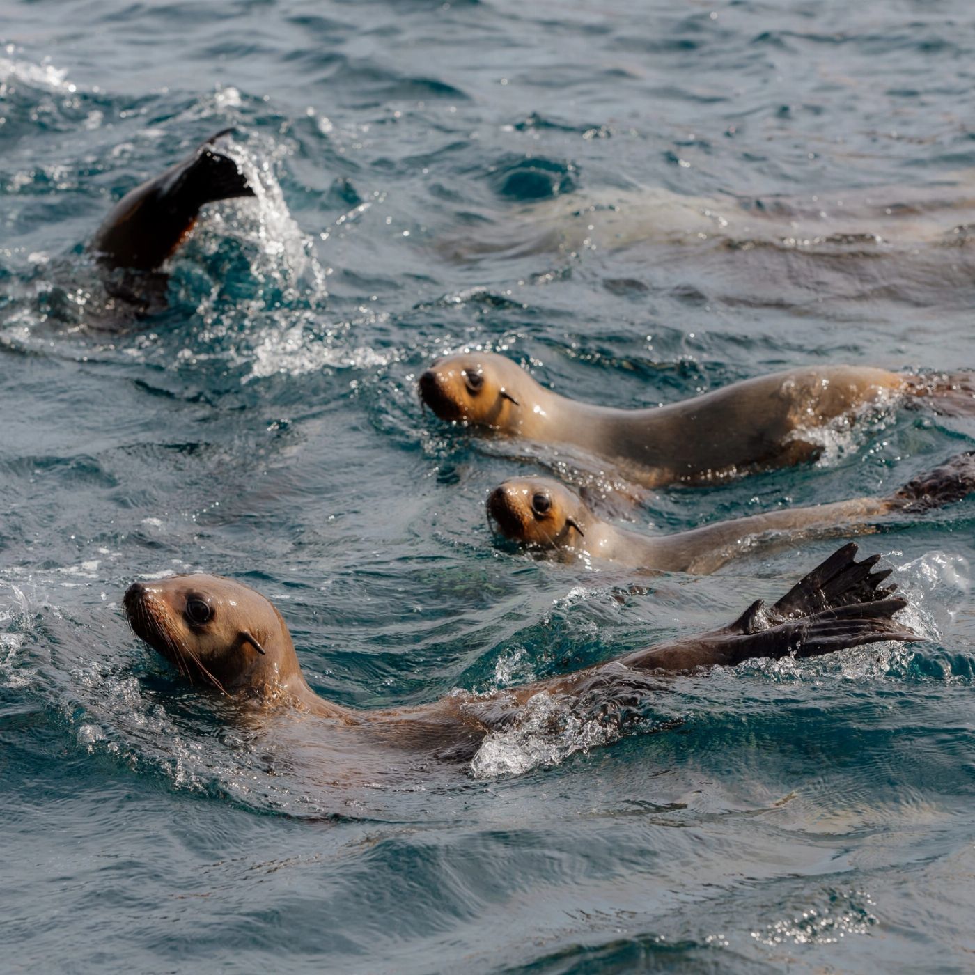 Explore Australia Explore Wilsons Promontory Ultimate Day Tour including Cruise