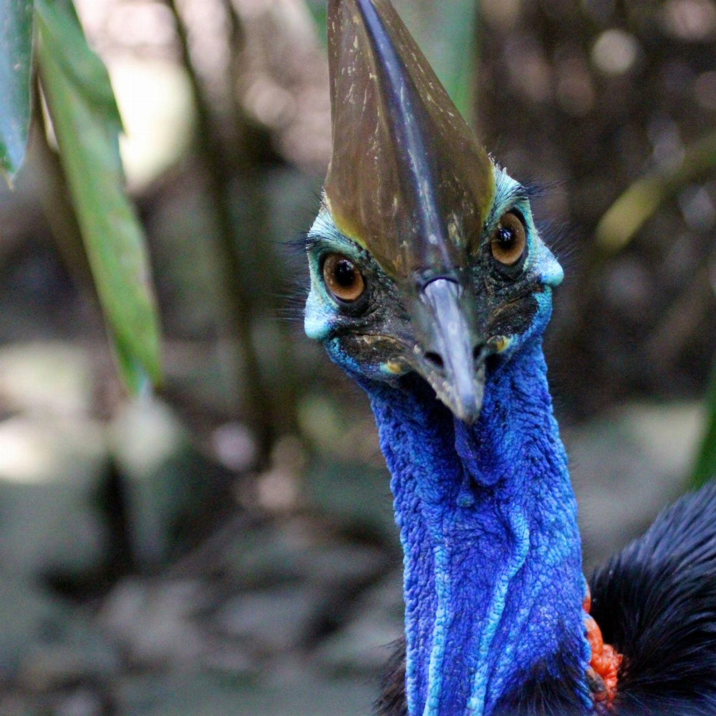 Tropic Wings Private Exclusive Daintree & Cape Tribulation