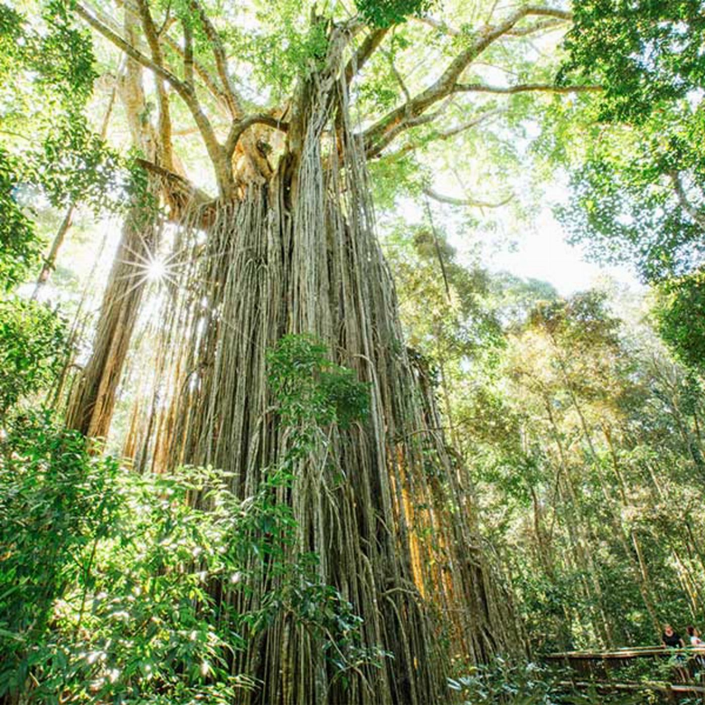 Tropic Wings Private Exclusive Atherton Tablelands