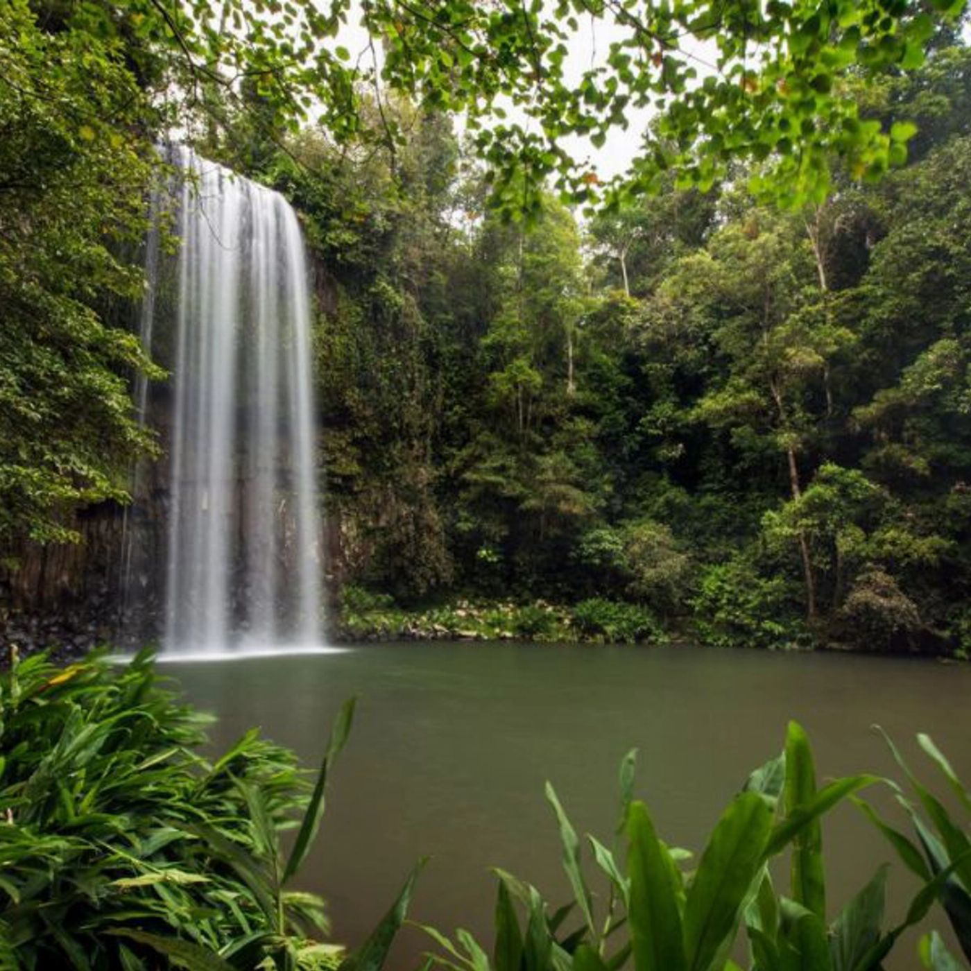 Tropic Wings Private Exclusive Atherton Tablelands