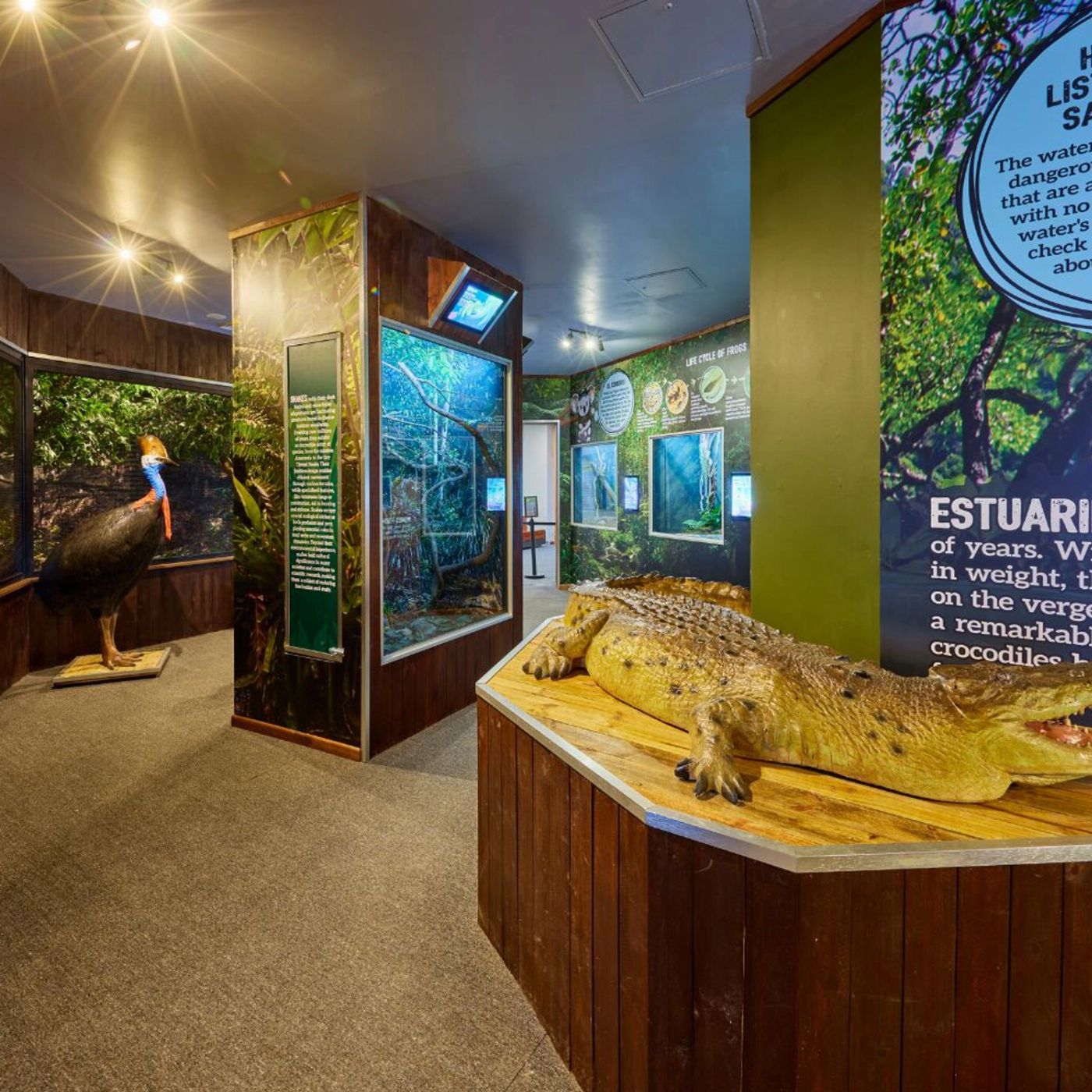 Cairns Koalas & Creatures - Private Wildlife Experience