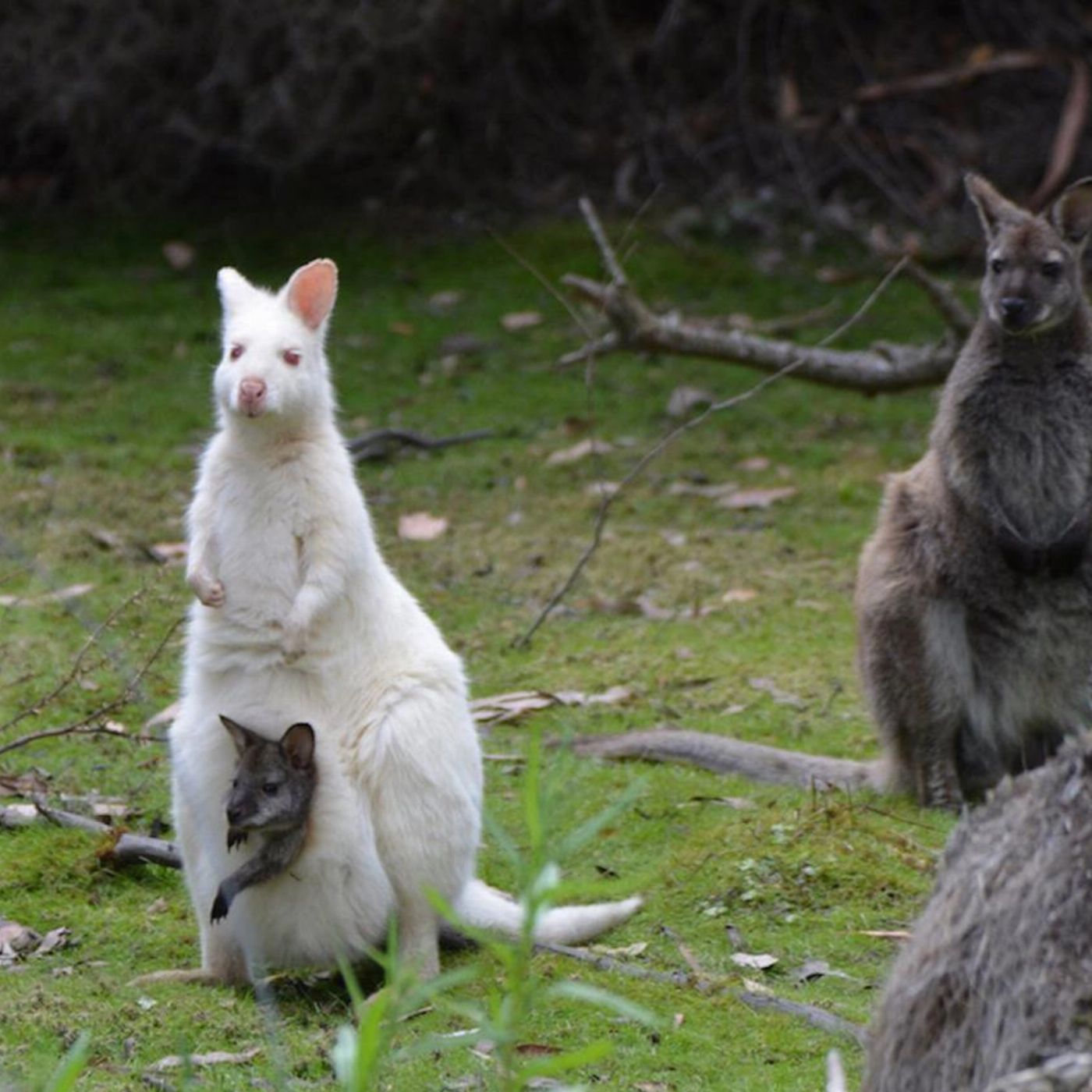 Tassie Tours 5 Day Island Icons Day Tour Bundle - Cradle Mountain, Wineglass Bay, Port Arthur, Bruny Island, and Hobart Highlights
