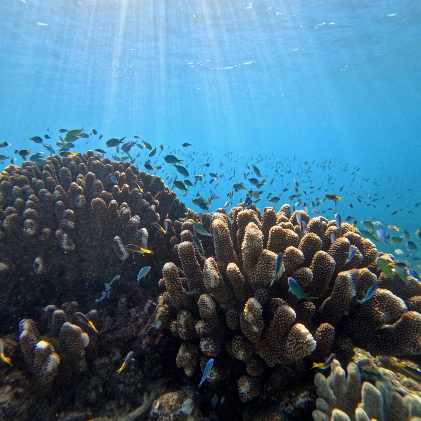 Reef Adventures Snorkel and Fly the Great Barrier Reef