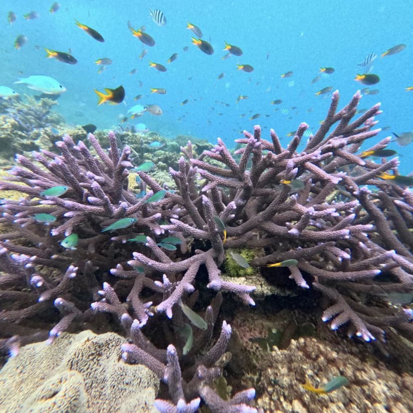 Reef Adventures Snorkel and Fly the Great Barrier Reef