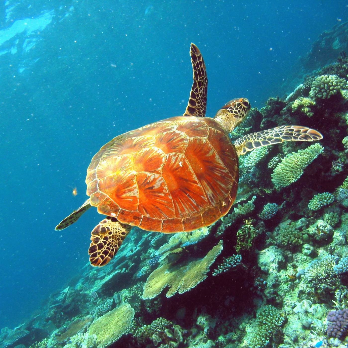 Reef Adventures Snorkel and Fly the Great Barrier Reef