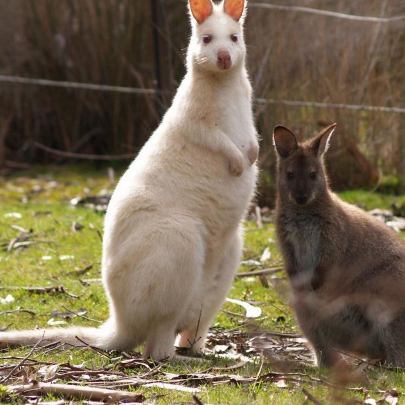 Safe Travel and Tour Services Mount Wellington & Richmond Historic Village Tour
