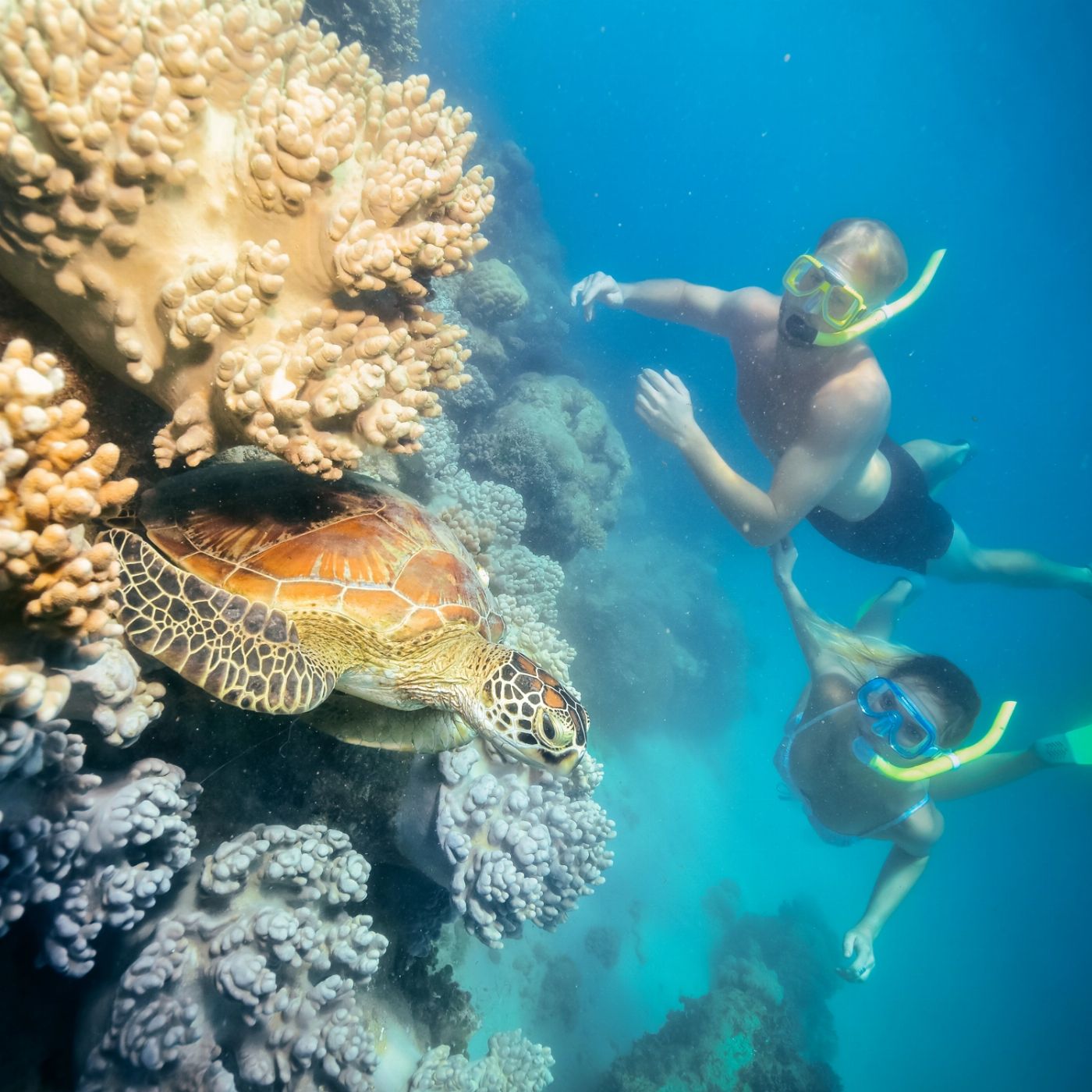 Great Adventures Green Island Discovery (Snorkel Gear & Glass Bottom Boat) + 1 Introductory Dive