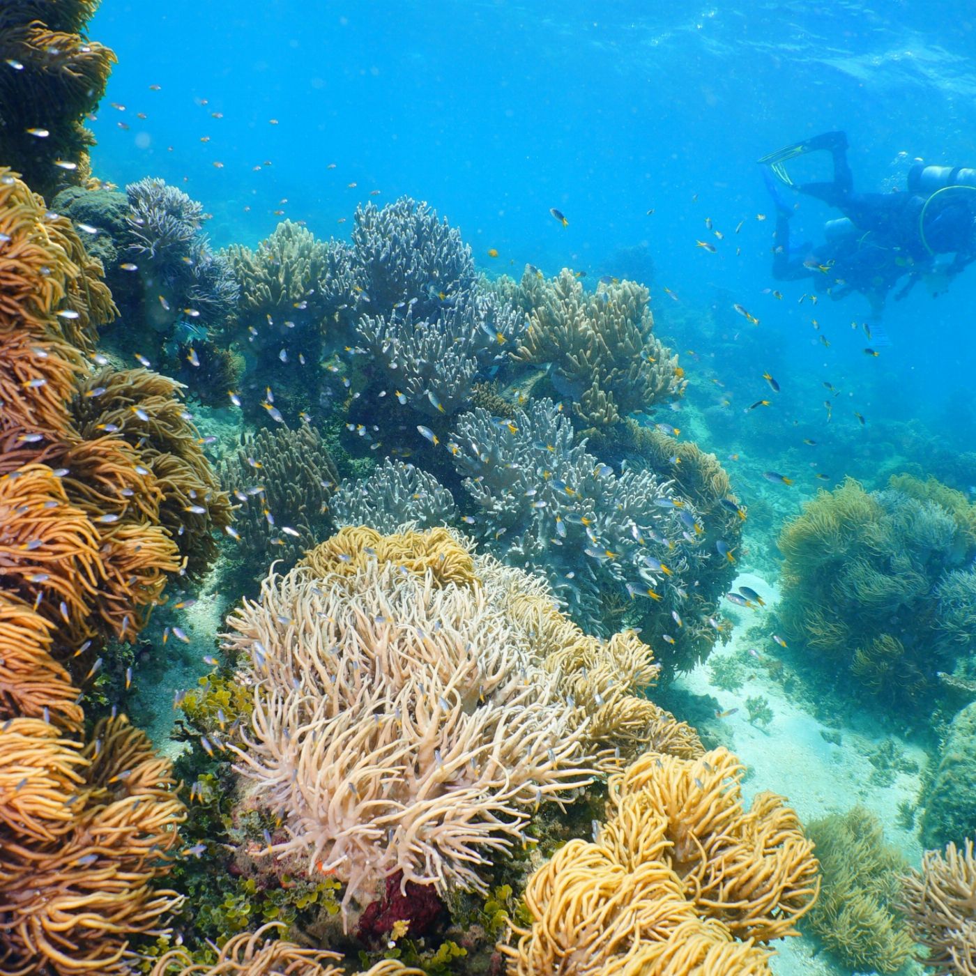 Great Adventures Green Island Eco (Snorkel Gear or Glass Bottom Boat) + 1 Introductory Dive
