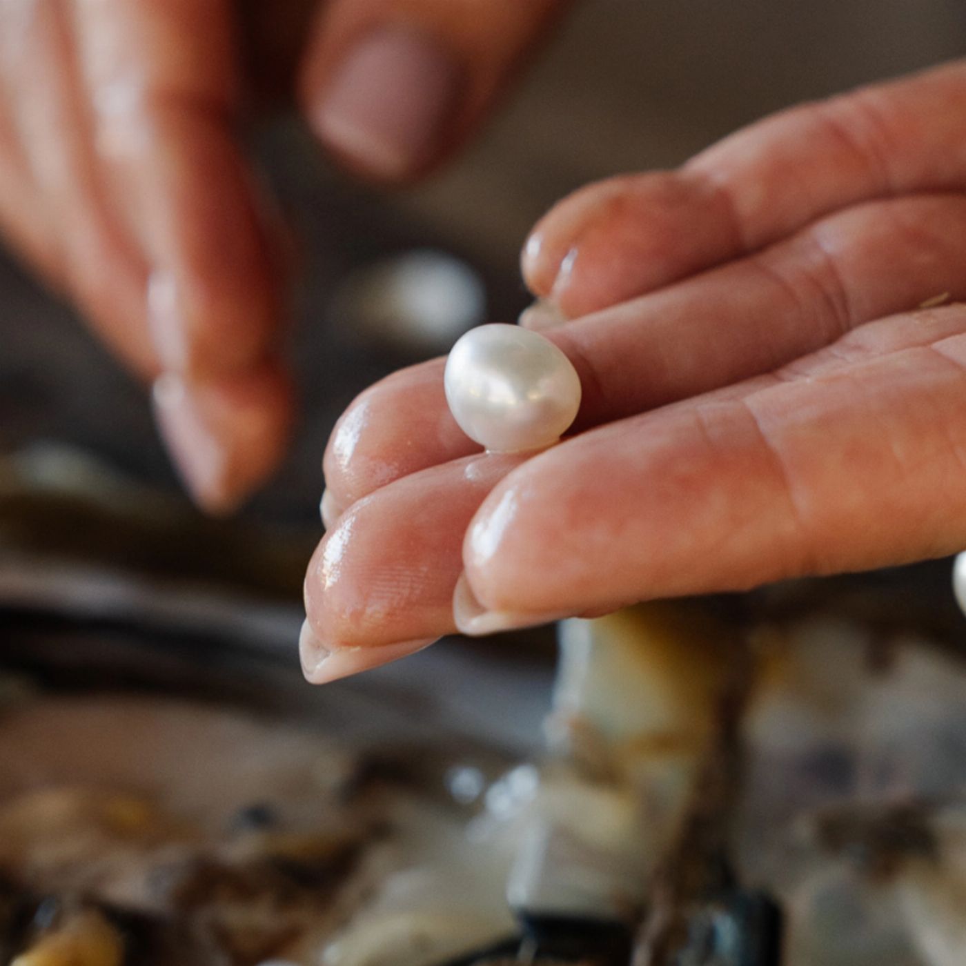 Cygnet Bay Pearl Farm Pearl Farm Harvest Tour