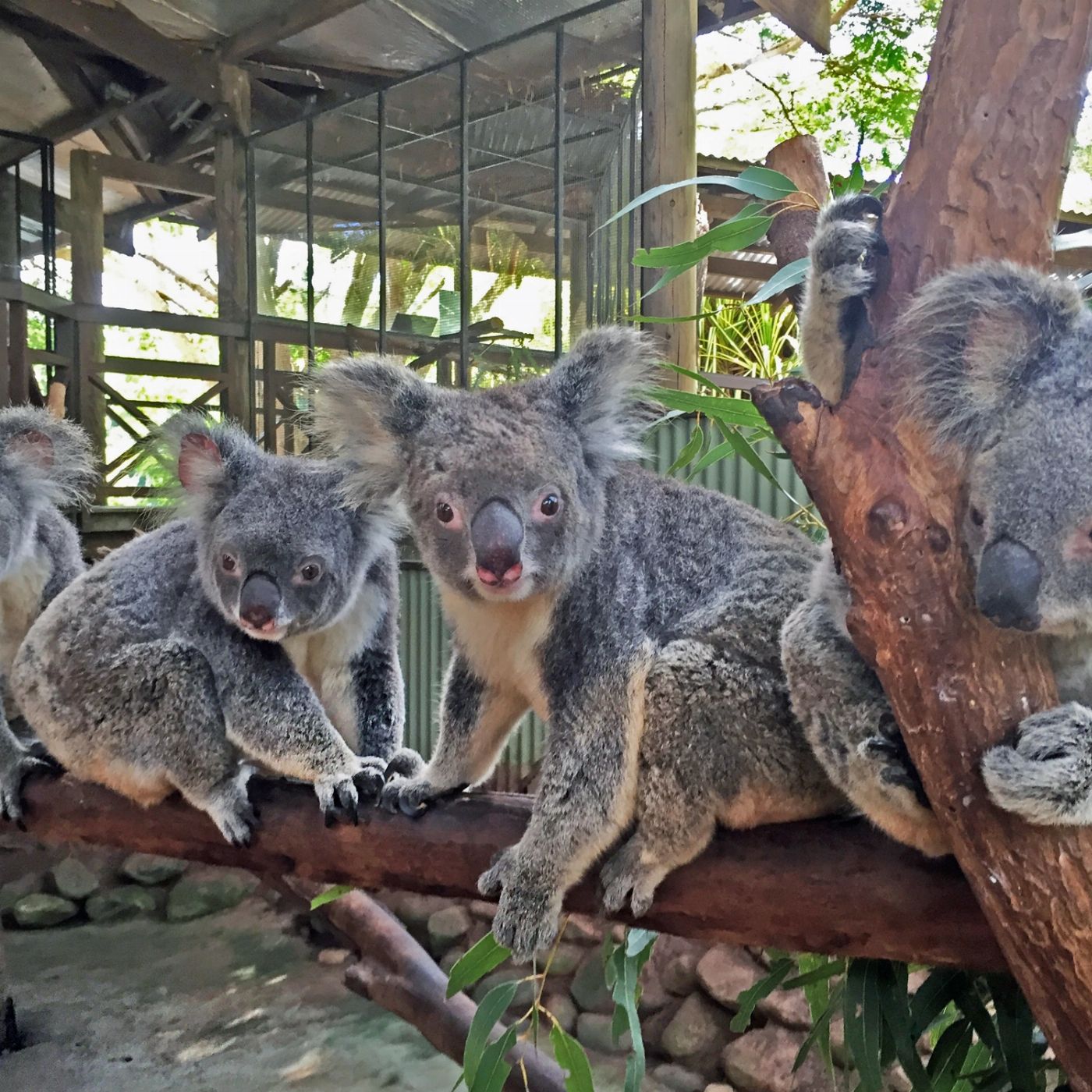 Tropic Wings Kuranda Rainforestation with Army Duck, Koala & Wildlife Park, Kuranda Scenic Railway - EDWT
