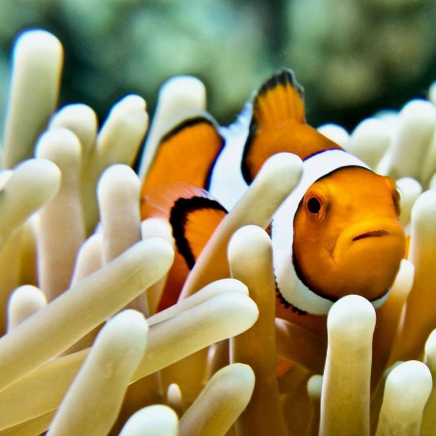 GSL Aviation Fly & Snorkelling Adventures