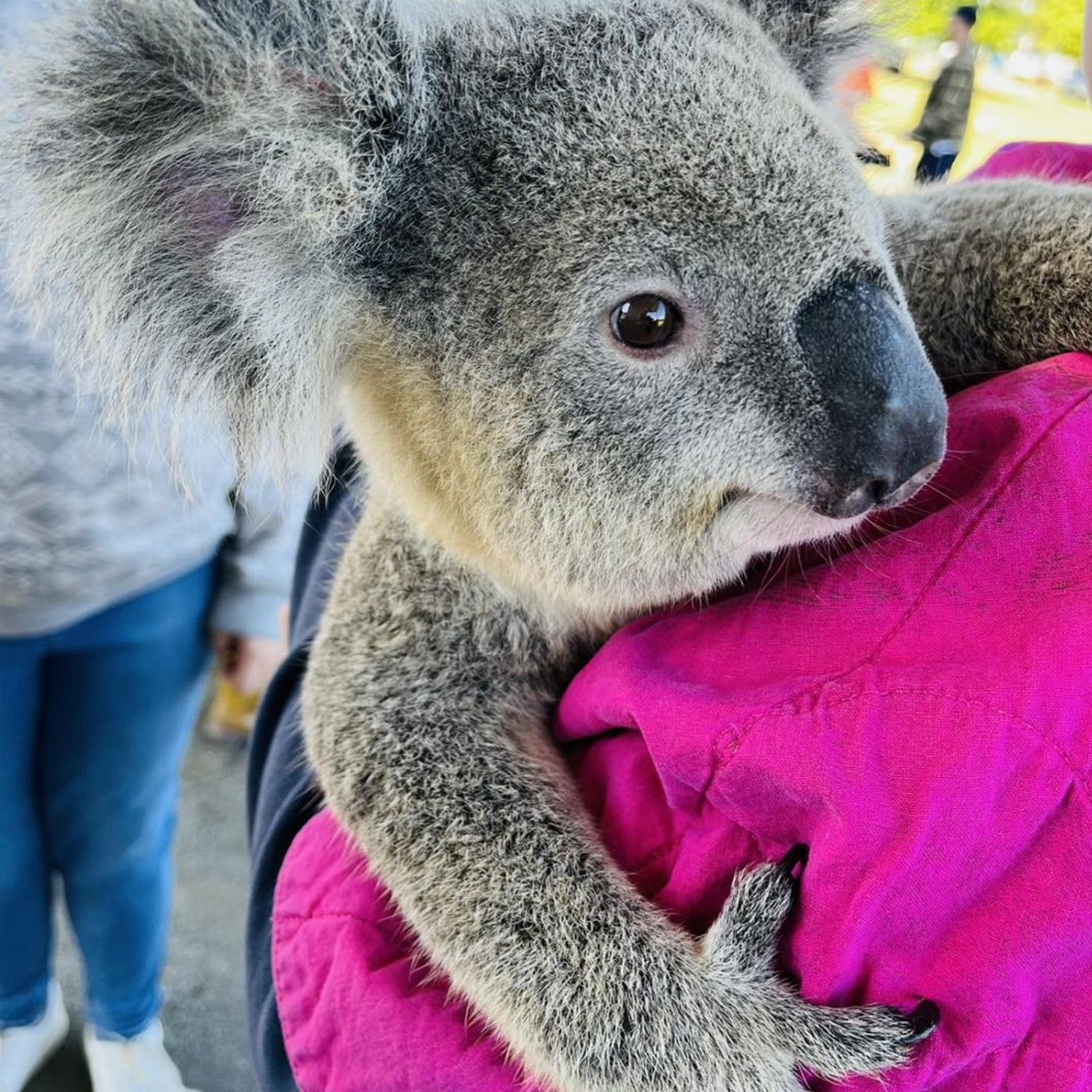 Airlie Beach Transfers Bredl's Wildlife + Return Transfer
