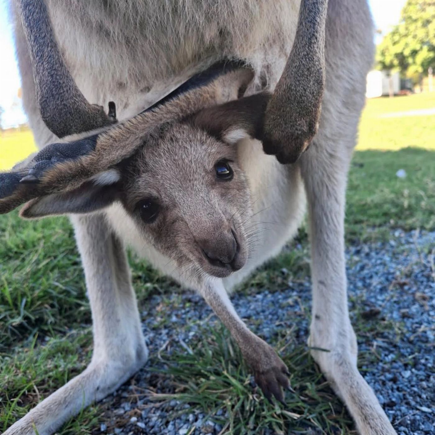 Airlie Beach Transfers Bredl's Wildlife + Return Transfer