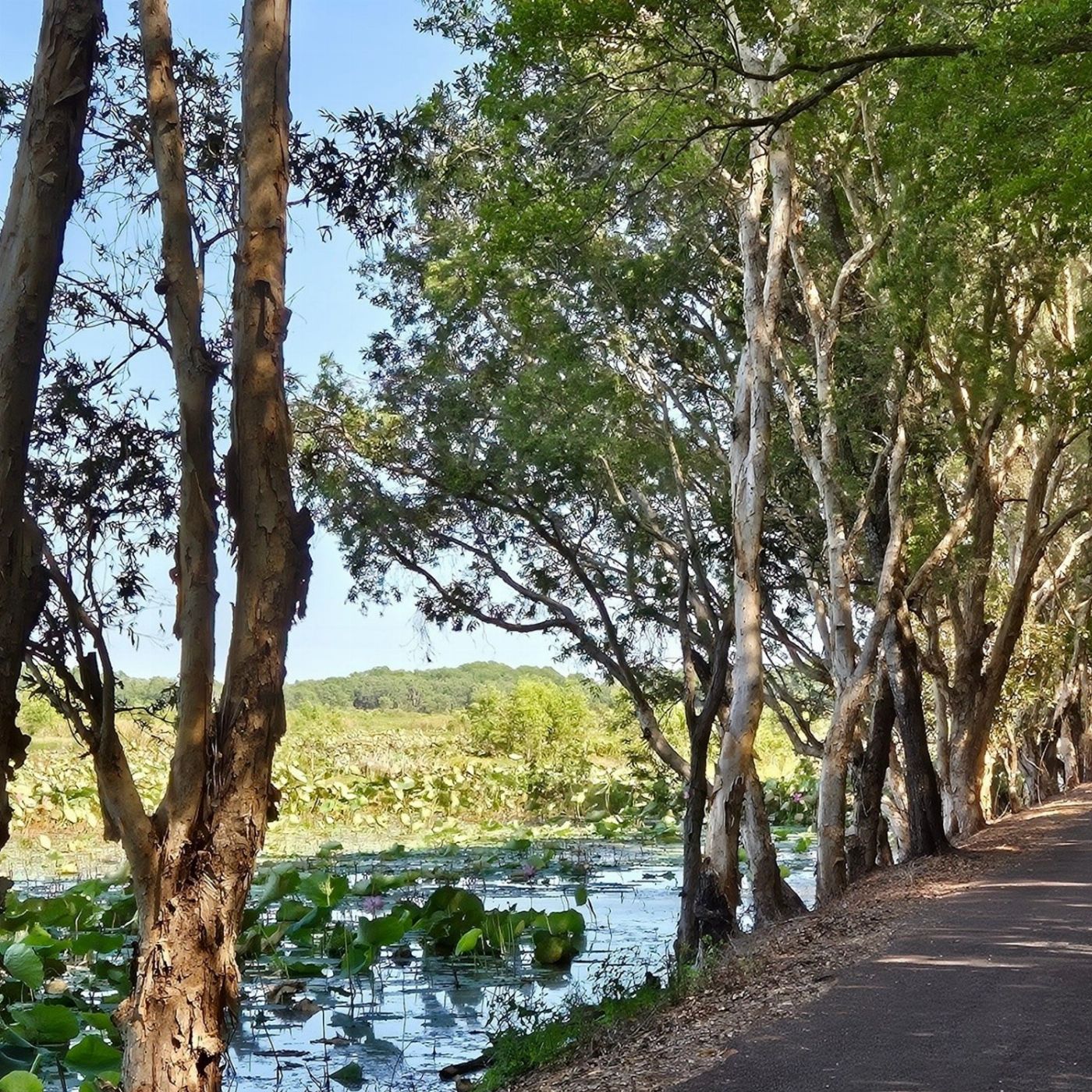 Croc Country Safaris: Jumping Crocs + Wetlands – Half Day