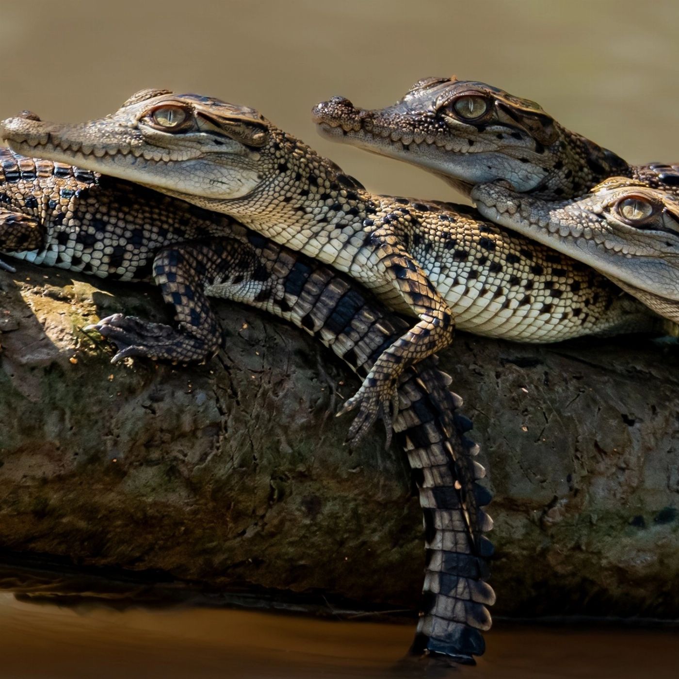 Croc Country Safaris: Jumping Crocs + Wetlands – Half Day
