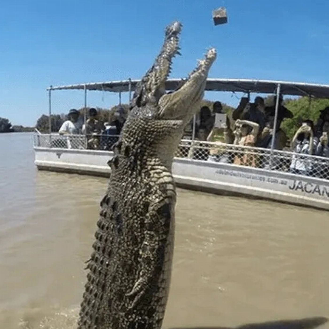 Croc Country Safaris: Jumping Crocs + Wetlands – Half Day