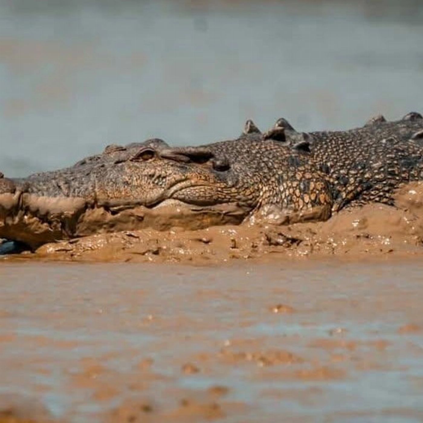 Croc Country Safaris: Jumping Crocs + Wetlands – Half Day