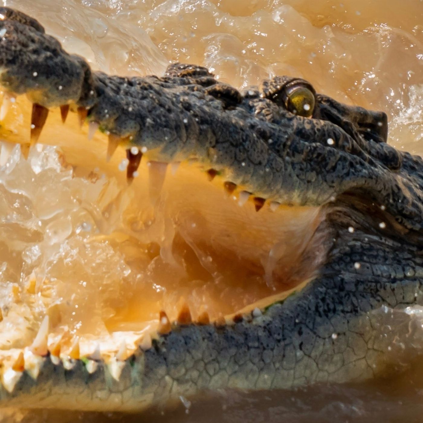 Croc Country Safaris: Jumping Crocs + Wetlands – Half Day