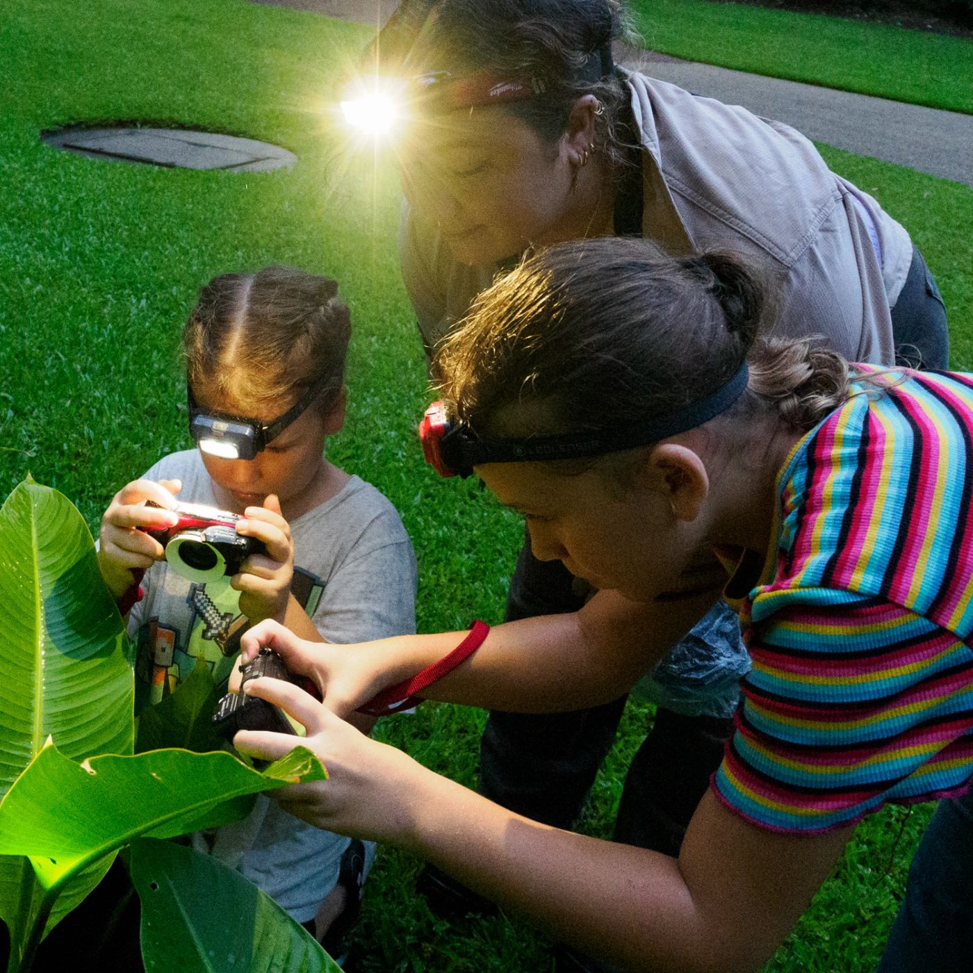 Let's Go Buggin FAMILY Night Walk Cairns