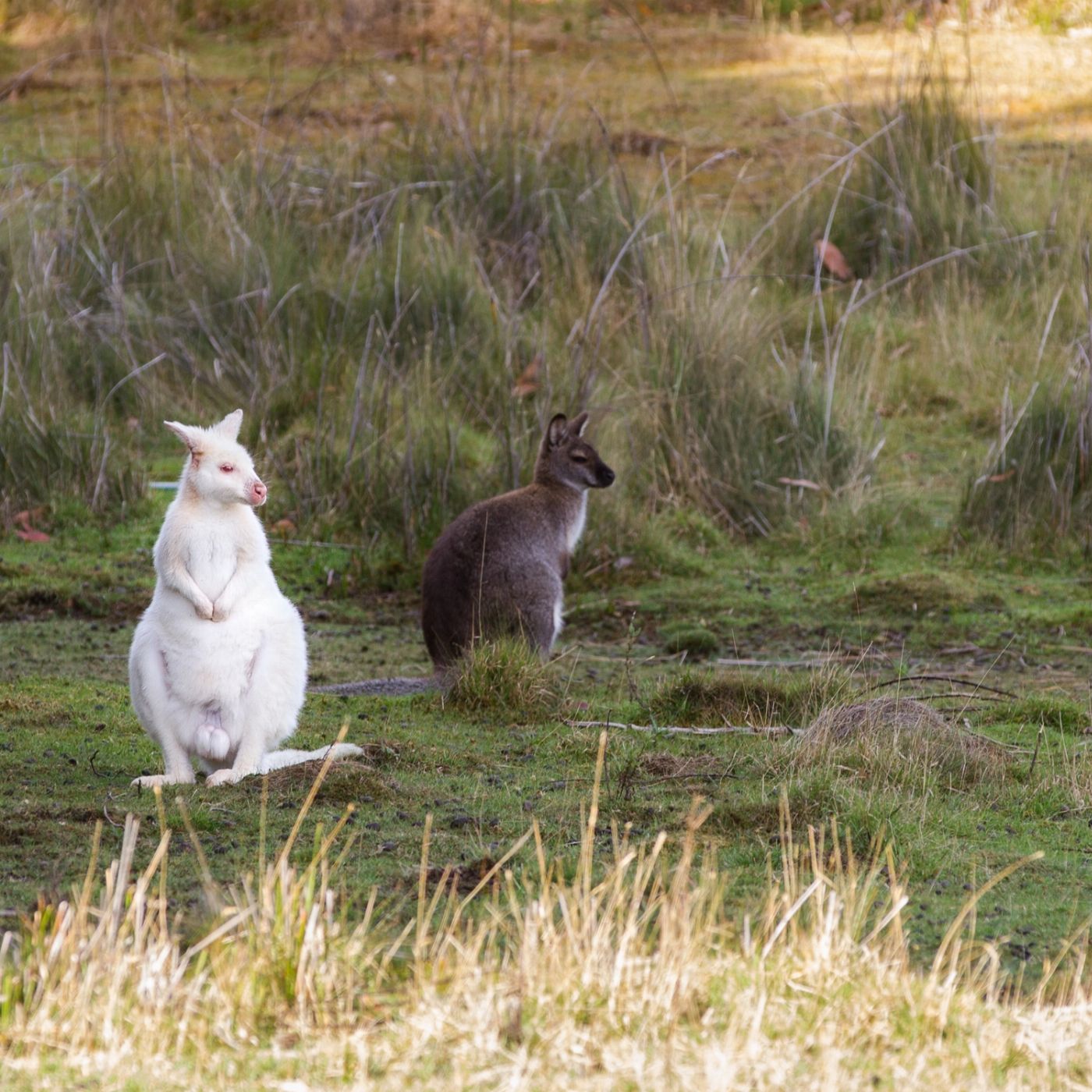 Bruny Island Safaris Bruny Island Essential Explorer