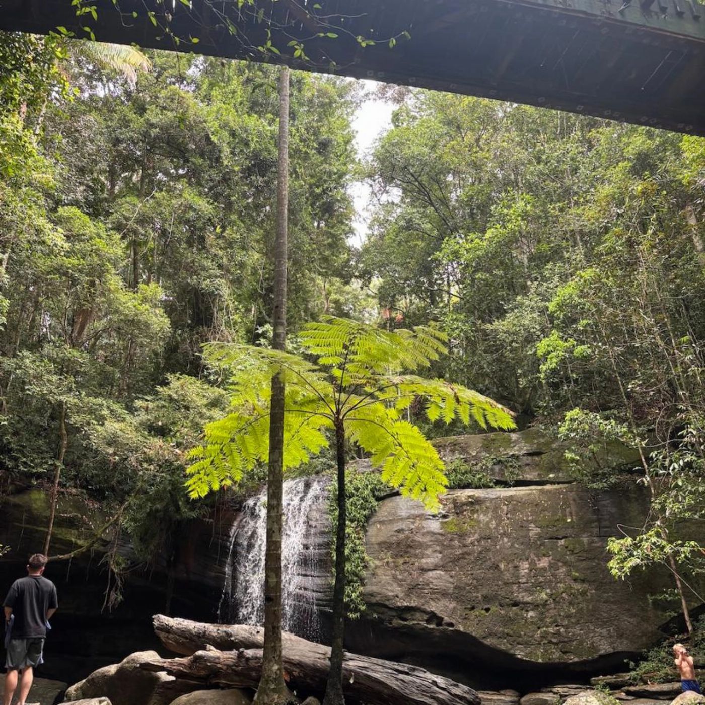 Joey Travel Buderim Waterfall Trip