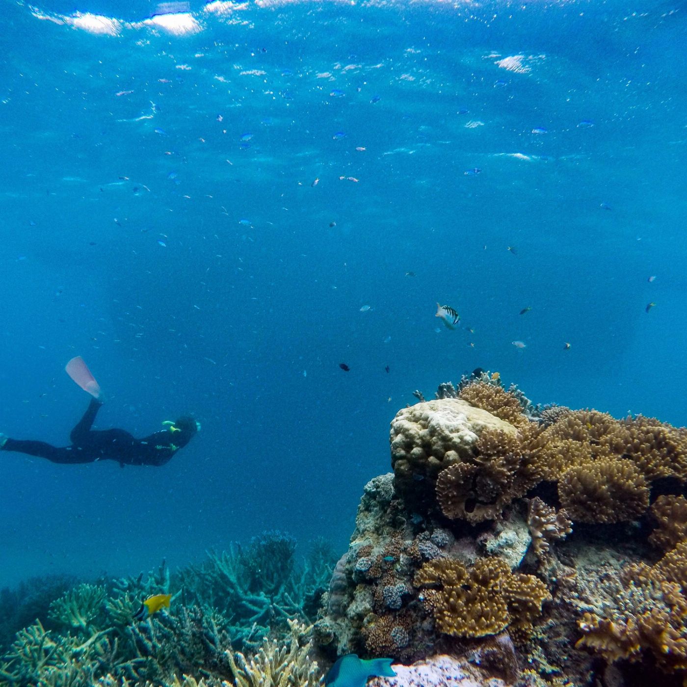 Great Adventures Green Island + Moore Reef Pontoon Combo (Family Rate)
