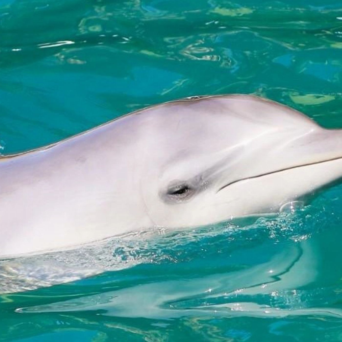Moonshadow-TQC Cruises Port Stephens: 1.5hr Dolphin Discovery Cruise