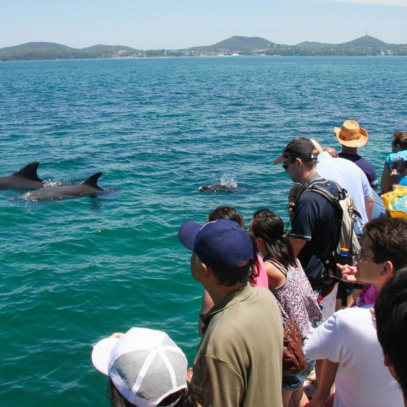 Moonshadow-TQC Cruises Port Stephens: 1.5hr Dolphin Discovery Cruise