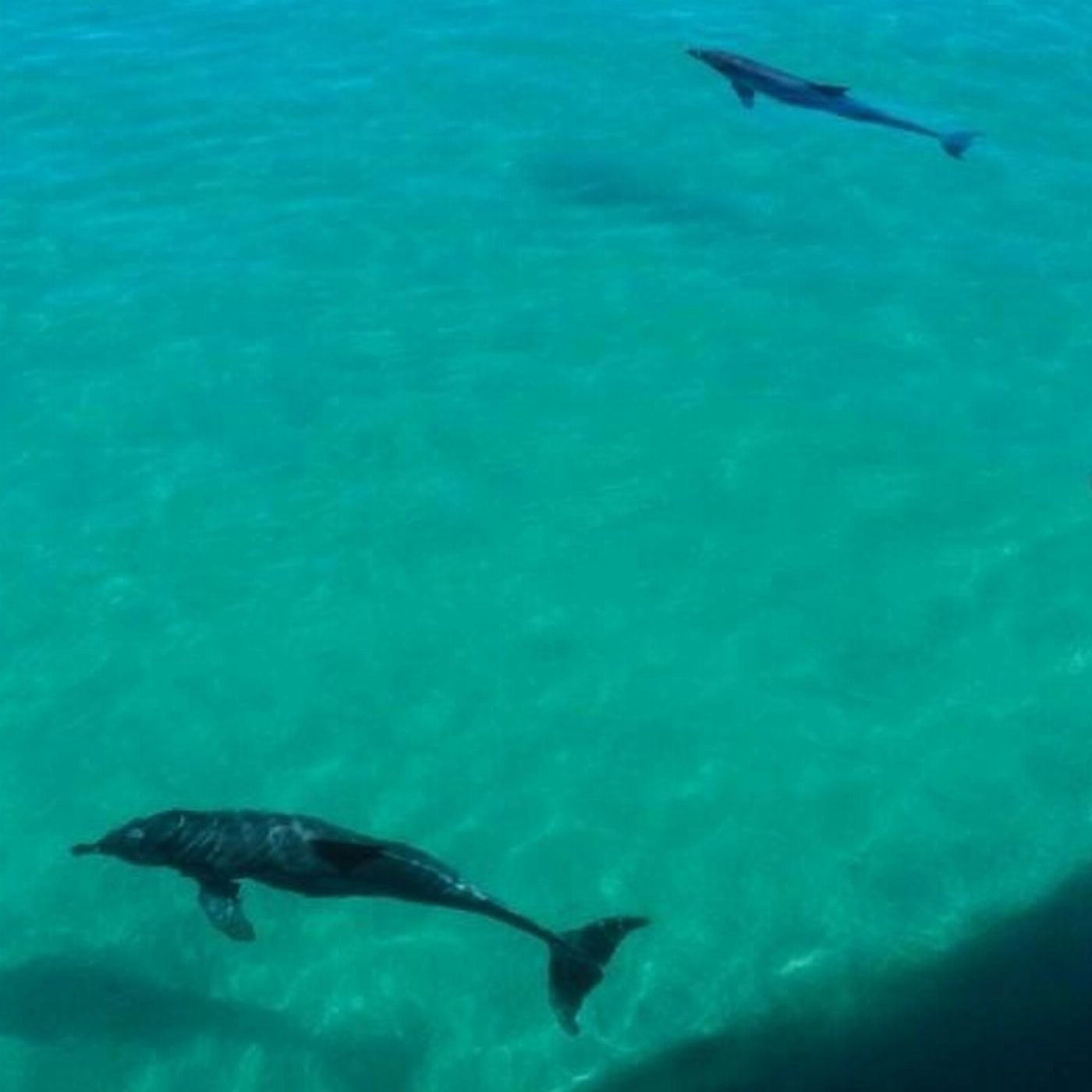 Moonshadow-TQC Cruises Port Stephens: 1.5hr Dolphin Discovery Cruise