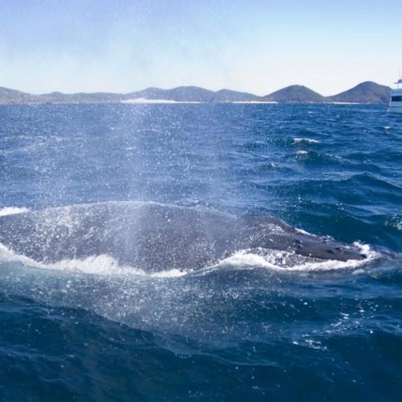 Moonshadow-TQC Cruises Port Stephens: 2.5hr Whale Watching Cruise