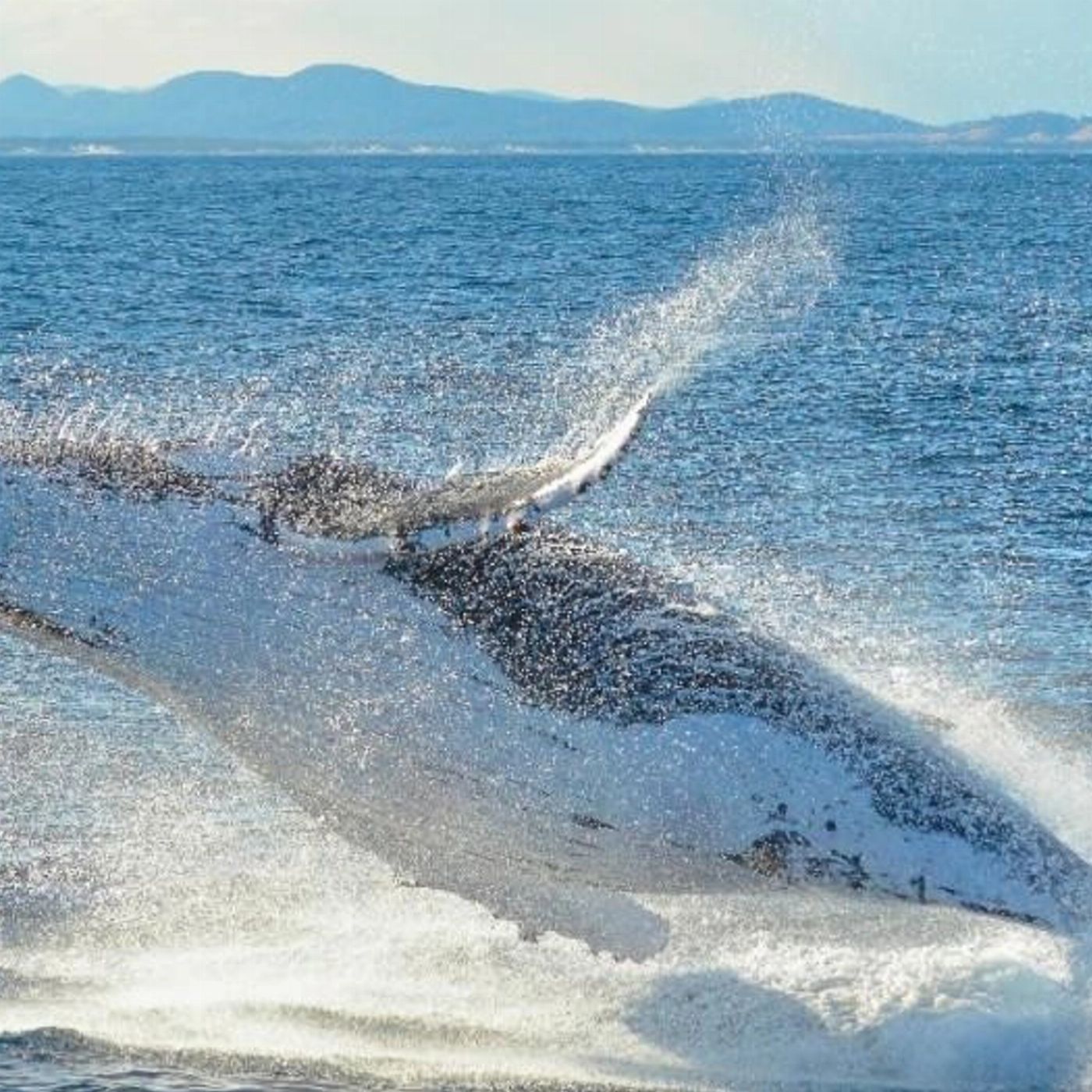 Moonshadow-TQC Cruises Port Stephens: 2.5hr Whale Watching Cruise