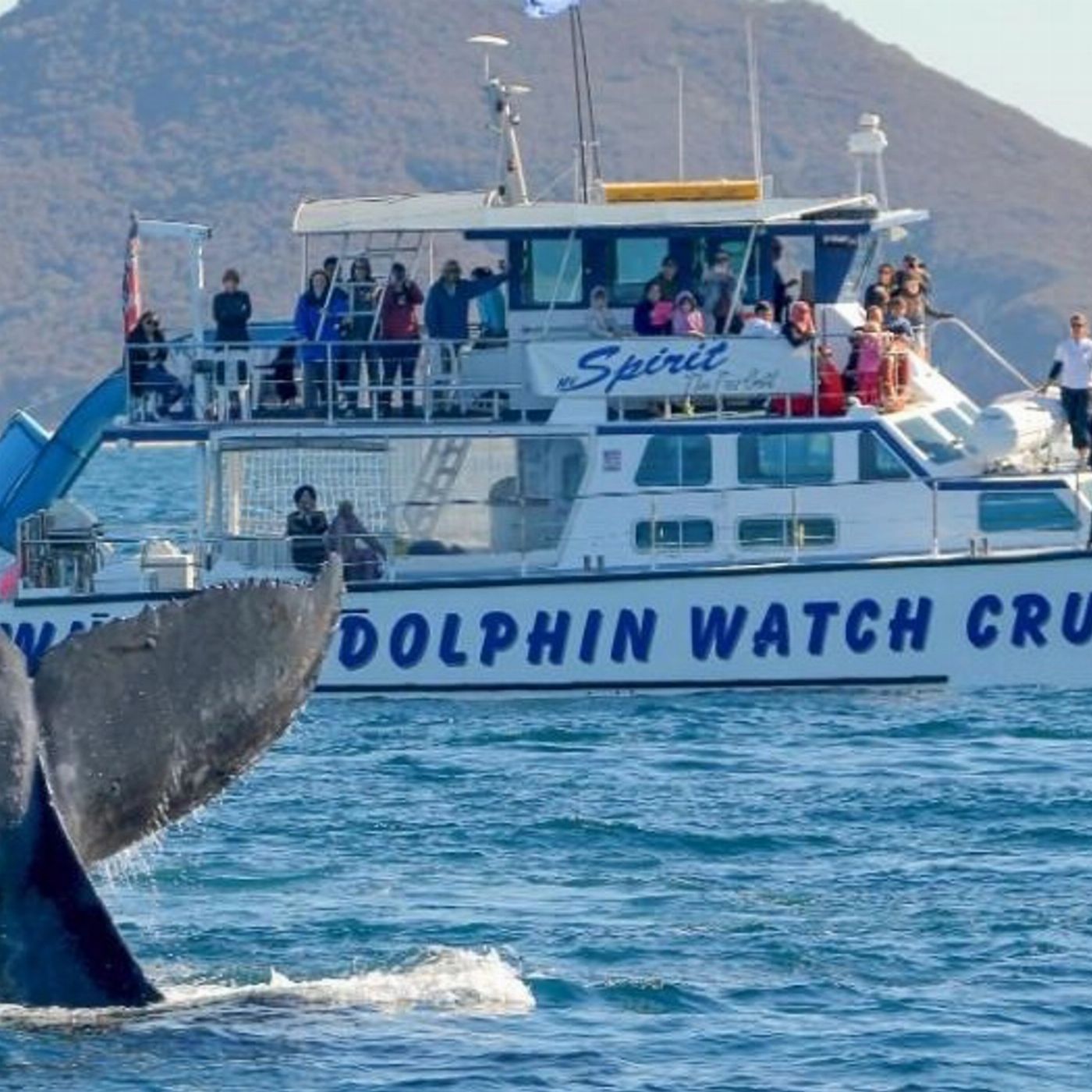 Moonshadow-TQC Cruises Port Stephens: 2.5hr Whale Watching Cruise