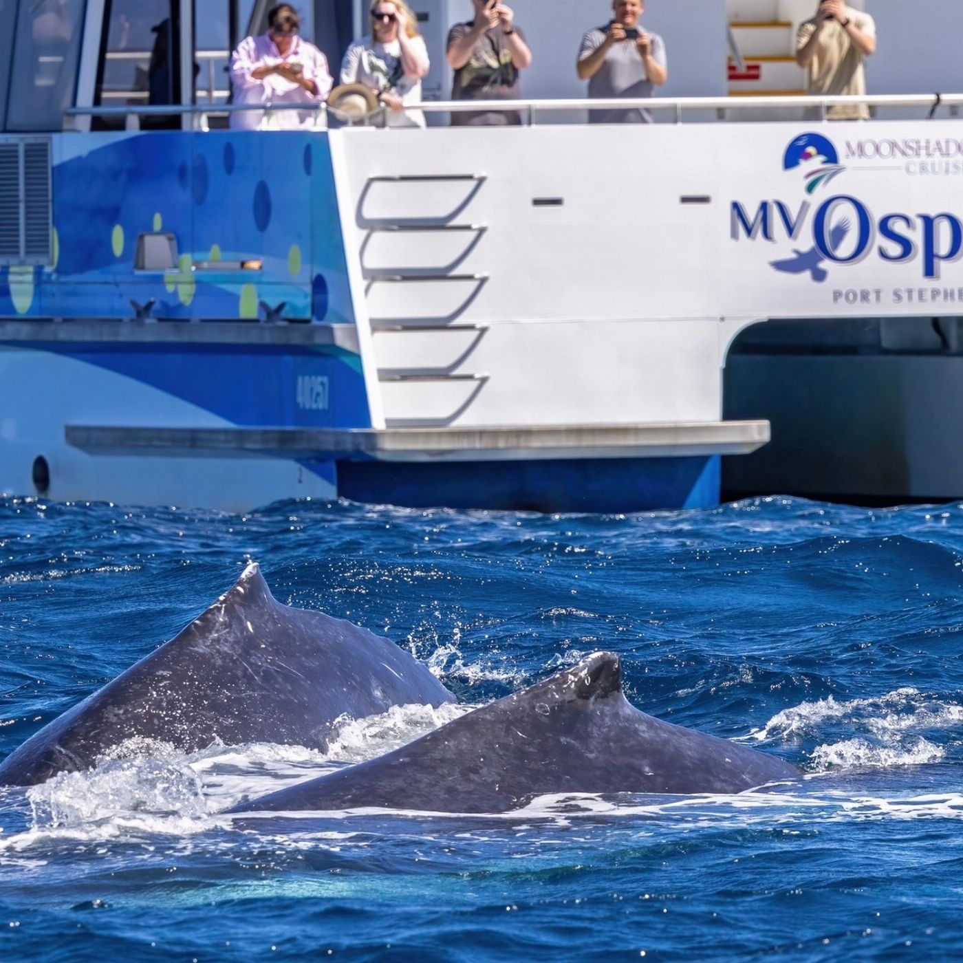 Moonshadow-TQC Cruises Port Stephens: 2.5hr Whale Watching Cruise