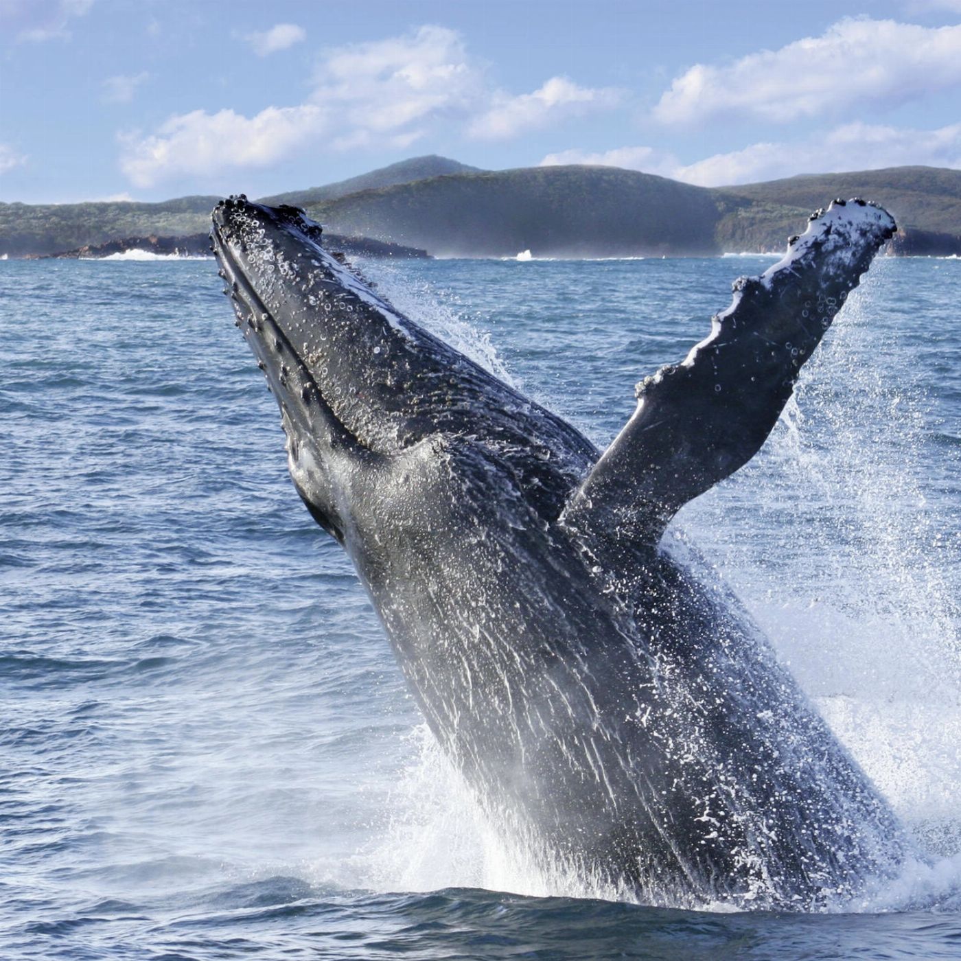 Moonshadow-TQC Cruises Port Stephens: 2.5hr Whale Watching Cruise