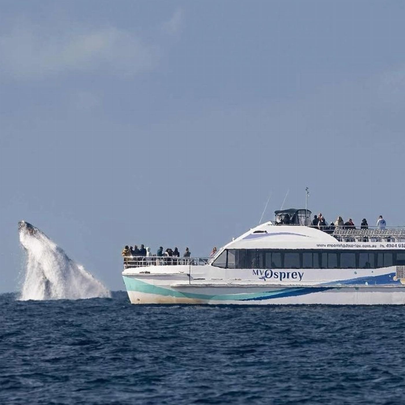 Moonshadow-TQC Cruises Port Stephens: 2.5hr Whale Watching Cruise