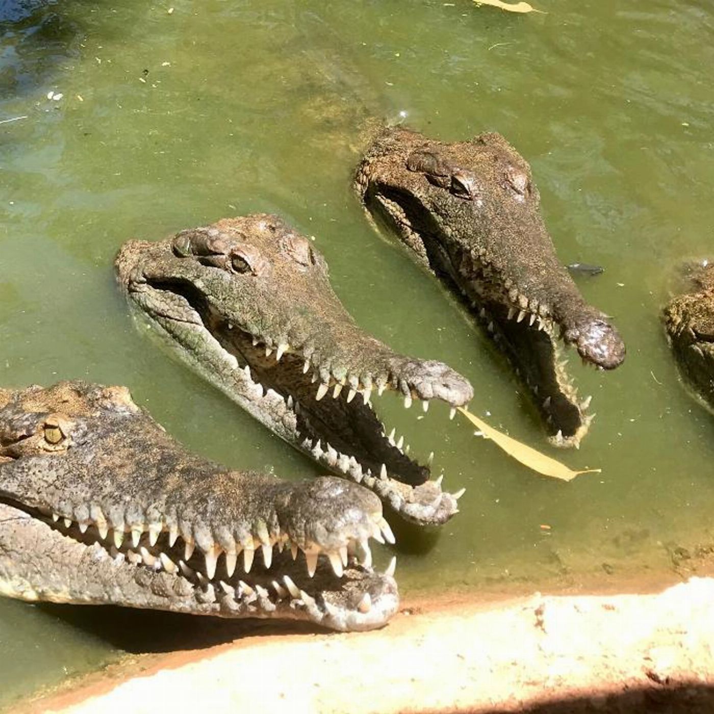 Broome And Around Bus Charters and Tours Malcolm Douglas Crocodile Refuge Experience