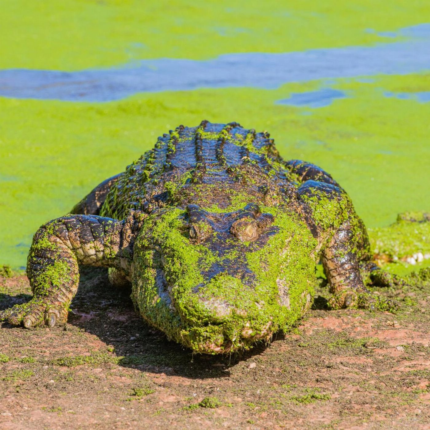 Broome And Around Bus Charters and Tours Malcolm Douglas Crocodile Refuge Experience