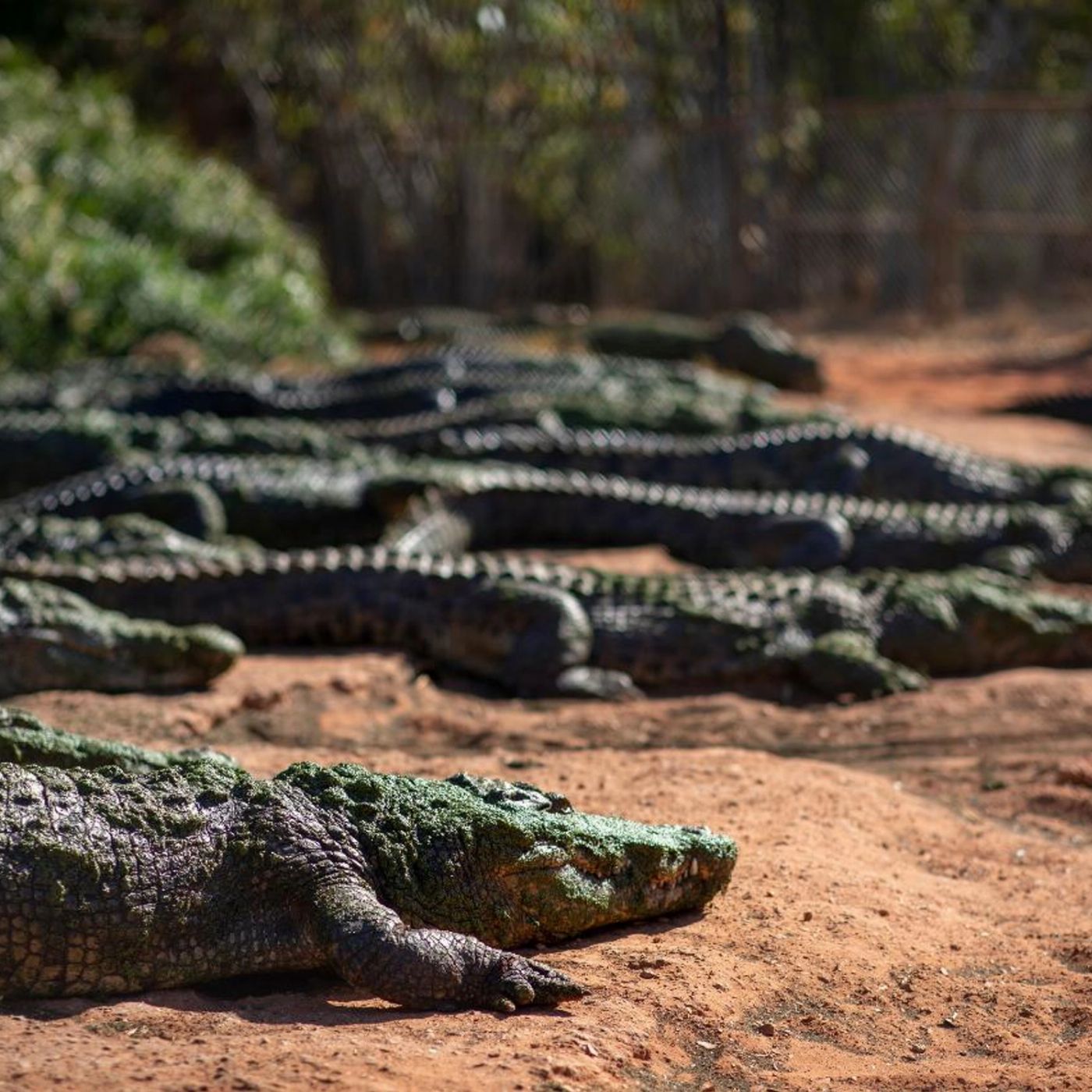 Broome And Around Bus Charters and Tours Malcolm Douglas Crocodile Refuge Experience