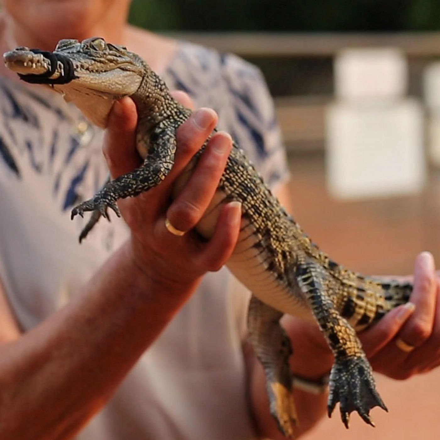 Broome And Around Bus Charters and Tours Broome Iconic Trio Signature Experience| Museum | Brewery | Malcolm Douglas Legendary Crocodile Refuge