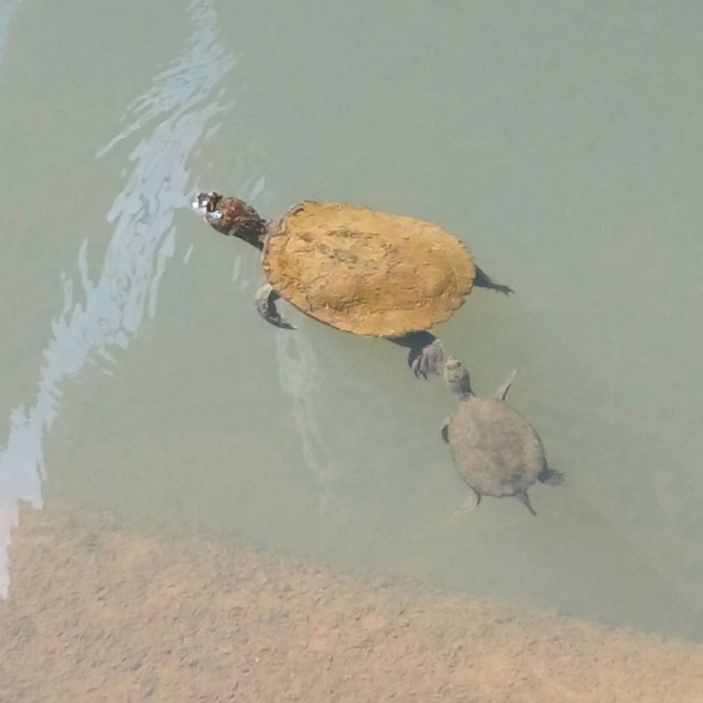 Airlie Adventure Tours Eco Wildlife Two-Day Tour – Platypus & Kangaroos