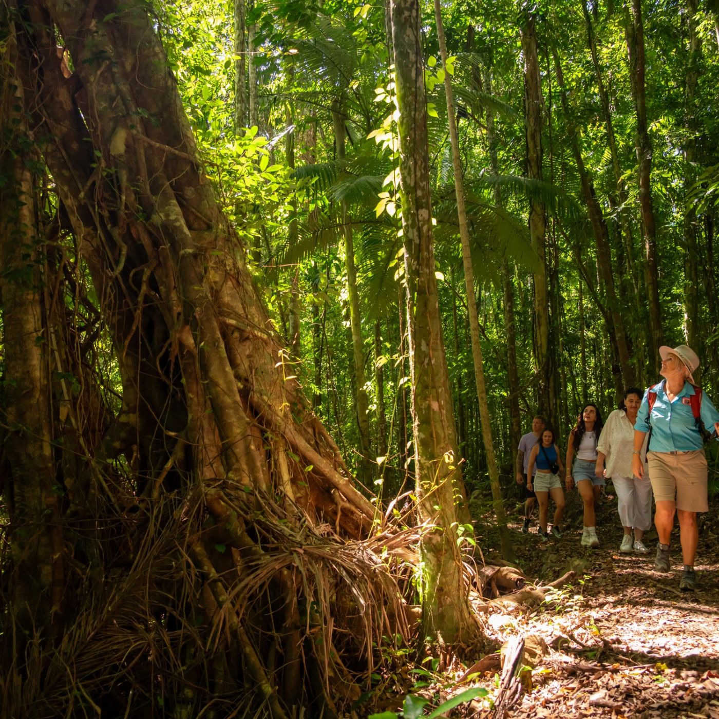 Driftwood Tours Rainforest to Reef Bushwalking Adventure – Airlie Beach
