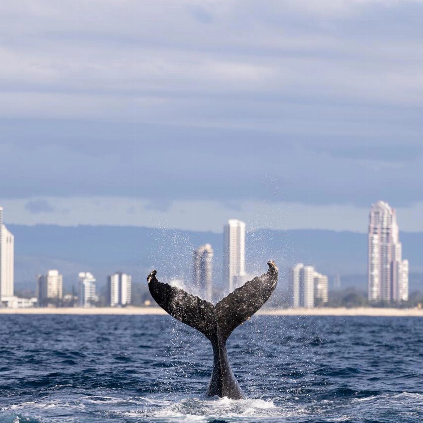 Kokomo Cruises Whale Watching Cruise
