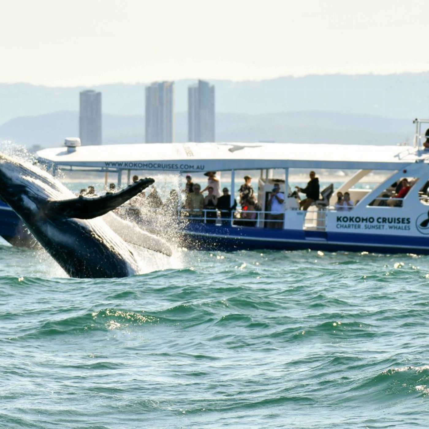 Kokomo Cruises Whale Watching Cruise