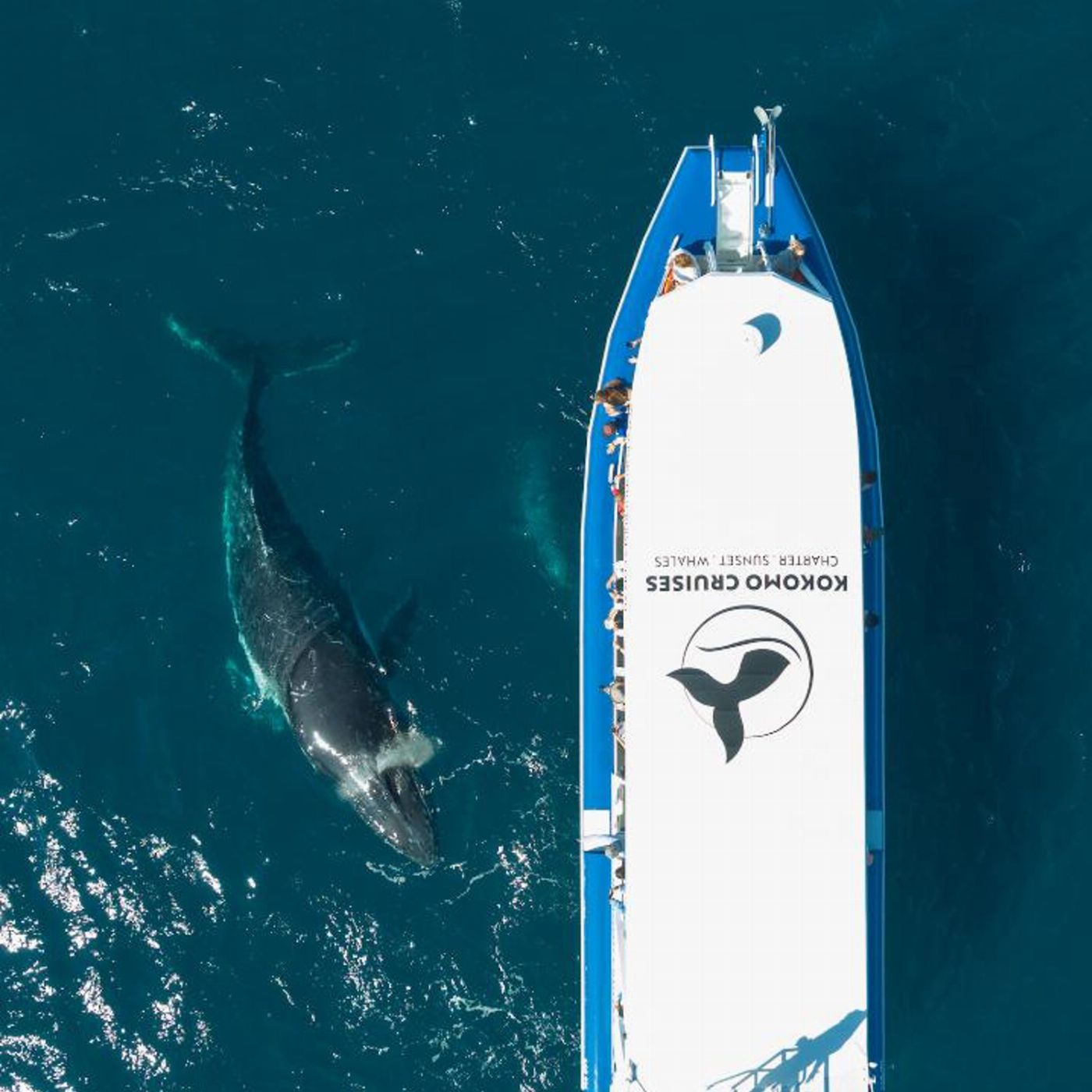 Kokomo Cruises Whale Watching Cruise