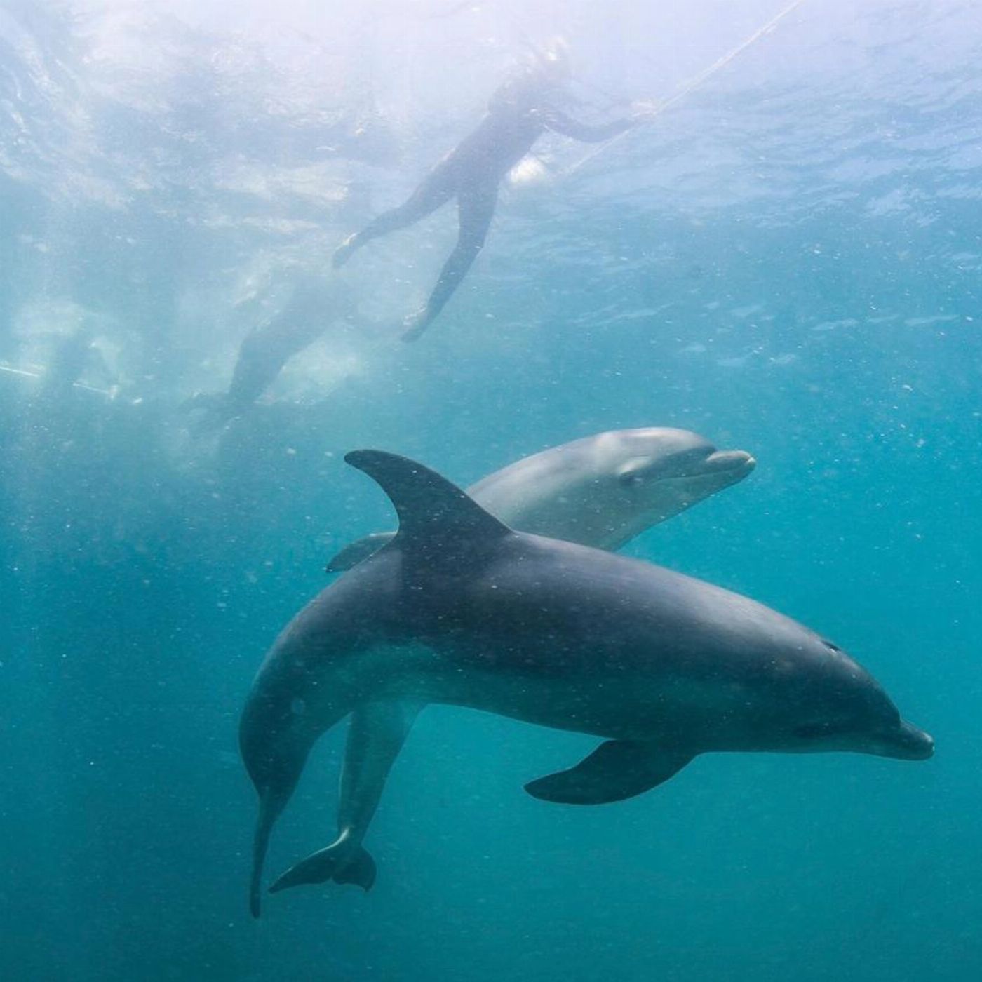 Moonraker Dolphin Swims Dolphins, Seals and Hot Springs Experience