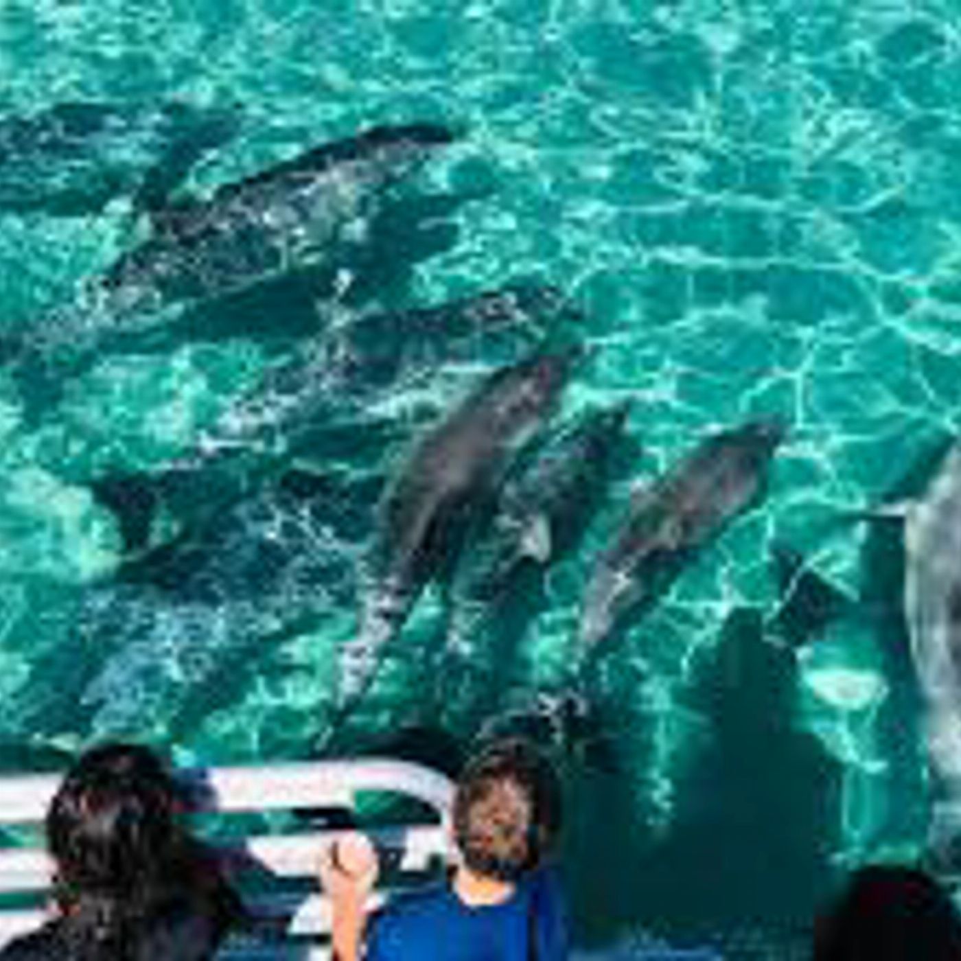 Kangaroo Island Marine Adventures Kangaroo Island Dolphin Swim & Marine Wildlife Tour