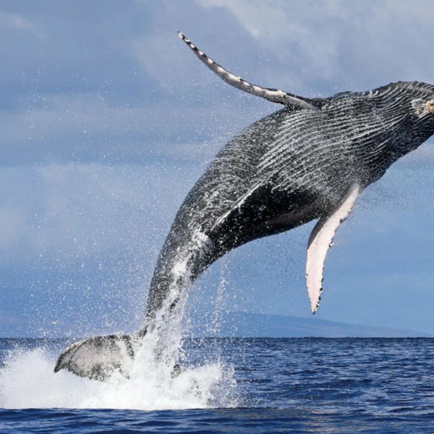 Whale Tales Whale Watching Private Intimate Whale Watching (Weekday)